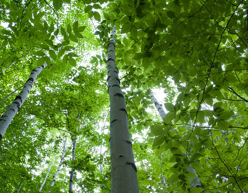Image of a forest